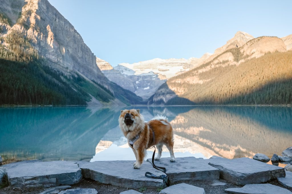 Lake Louise Pet Photography