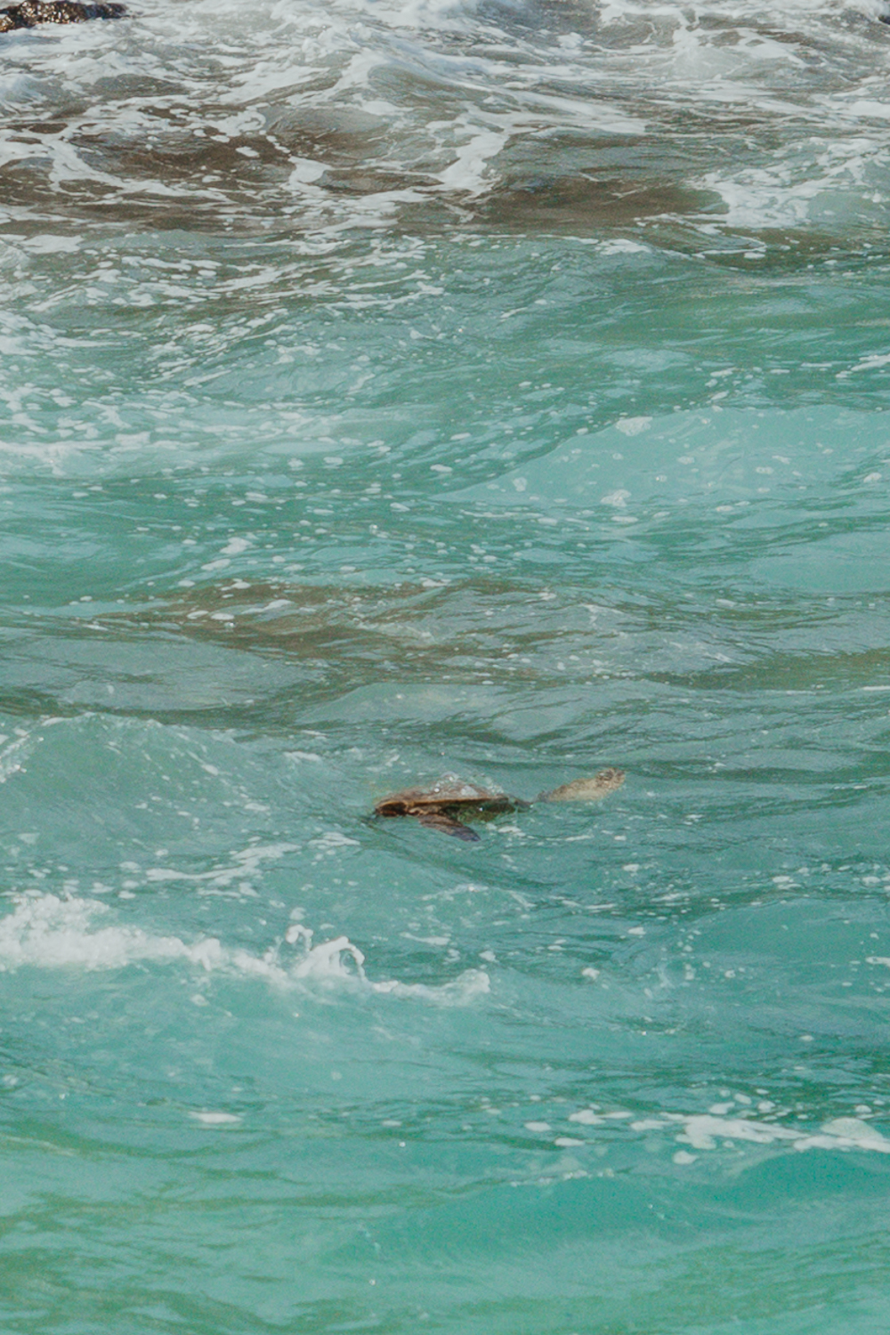 Sea turtle at Halona Blow Hole